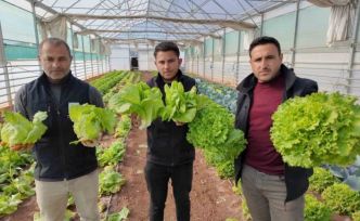 Büyükşehir Belediyesi seralarında kışlık sebze hasadı başladı