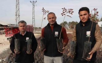 Büyükşehir’den çiftçilere 35 bin fıstık fidanı desteği