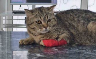 Düzce’den bin 384,795 ton kedi köpek maması ihraç edildi