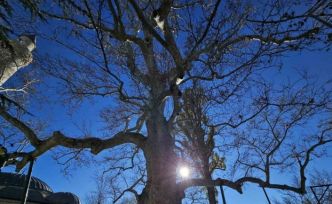Harput’un 3 asırlık çınarı yıllara meydan okuyor