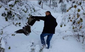 Kargayı atmacanın pençelerinden yoldan geçen vatandaşlar kurtardı