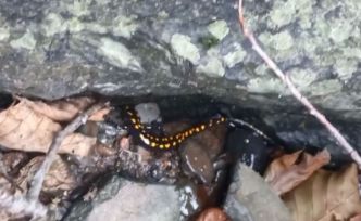 Nesli tehlike altındaki Kafkas semenderi Şavşat’ta görüntülendi