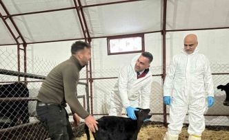 Pertek’te kırsala bereket: Genç veterinere hayvancılık desteği
