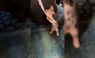 Yavru kedi camide vaaz sırasında cemaatle ve tesbihle oynadı