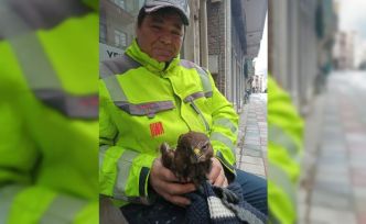 Ayancık’ta yaralı bulunan şahin koruma altına alındı