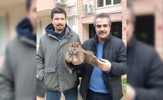 Burhaniye de soğuk hava yaban hayvanlarını da olumsuz etkiledi