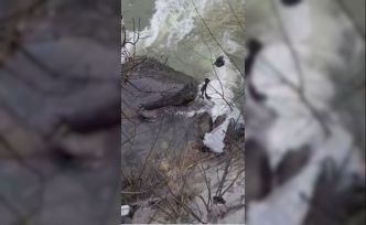 Dereli’de derede mahsur kalan köpek belediye ekiplerince kurtarıldı