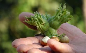 Düzce’de fındık ihraç rakamları geçen yılın gerisinde kaldı