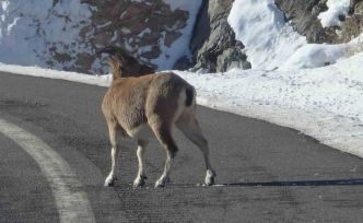 Koruma altındaki dağ keçileri Bayburt’un farklı noktalarında görüldü
