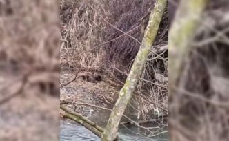 Nesli tehlike altında olan yavru su samurları Sinop’ta görüldü