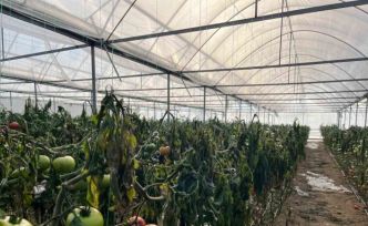 Simav’daki seralarda zirai don zarar tespit çalışması yapıldı