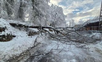 Sinop’ta kara yolunda ağaç devrildi