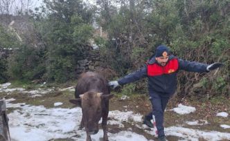 Tokat’ta su kuyusuna düşen inek kurtarıldı