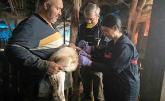 Yalova’da hayvan sağlığına yönelik çalışmalar sürüyor