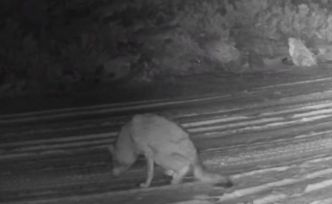 Çankırı’da yaralı kurt ve vaşak fotokapanda