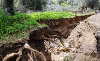 Dere suları yön değiştirdi, zeytinlikte ikinci yatak oluştu