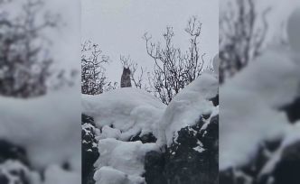 Elazığ’da koruma altındaki vaşak görüntülendi