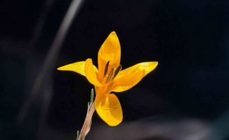 Endemik çiçekler Çameli’nde baharı müjdeliyor