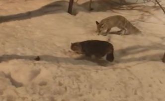 Hakkari’de tilki ile kedinin şaşırtan görüntüsü