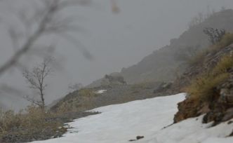 Kemaliye’de vaşak ve kızıl akbaba doğal yaşam alanlarında görüntülendi