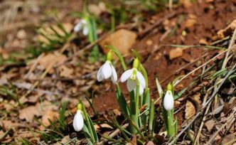 Konya’nın yüksek kesimlerinde kardelenler görücüye çıktı