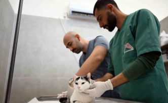 Mersin’de sokak kedileri için yeni merkez hizmete girdi