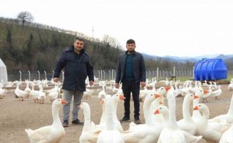 Ordu’da ‘alım garantisi’ ile kaz yetiştiriciliği büyüyor