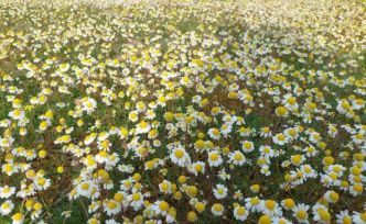 Dağlar çiçek açtı, arıcılar umutlandı