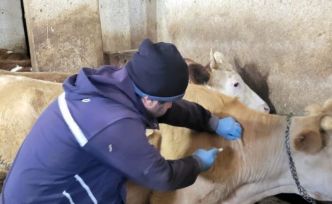 Demirözü’nde aşılama ve küpeleme çalışmaları devam ediyor