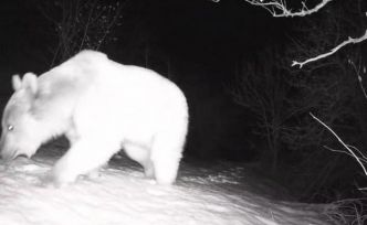 Fotokapana yansıyan yaban hayatı hareketliliği