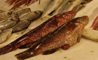 Hint Okyanusu’na özgü ‘portakal benekli lagos’ Mersin’de tezgaha çıktı