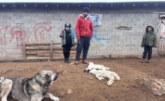 Kuzular belirti göstermeden bir anda telef oluyor