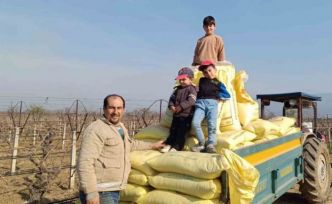 Sarıgöl bağlarında gübreleme çalışmaları başladı