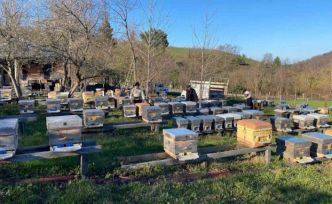 Sinop’ta soğuk hava arıcılığı olumsuz etkiliyor