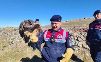 Yozgat’ta yaralı puhu kurtarıldı