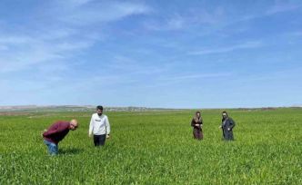 Cizre’de tarlalarda ‘süne’ mesaisi
