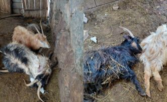 Hakkari’de kurt saldırısı, çok sayıda hayvan telef oldu