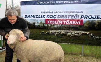 Kocaeli’de hayvancılığa "damızlık" dopingi
