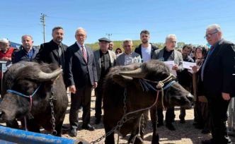 Kocaeli’deki manda yetiştiricilerine 3,4 milyon liralık destek
