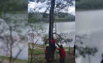 Osmaniye’de ağaca takılan kargayı itfaiye kurtardı