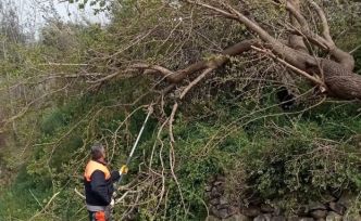 Osmaniye’de fırtına etkili oldu, devrilen ağaçlar yolları kapattı