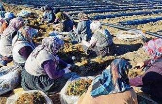 400 dönümlük çilek projesi bölge ekonomisine can verecek