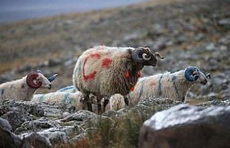 Arpaçay’da koç katımı