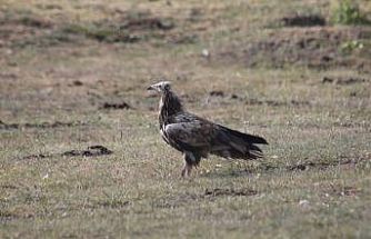 Bayburt’ta nesli tehlike altında olan Mısır Akbabası görüldü