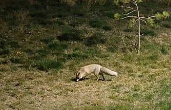 Bitlis sokaklarında tilkiler görüntülendi