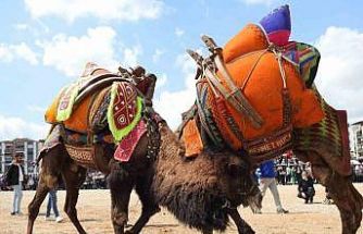 Buldan deve güreşlerine şap engeli