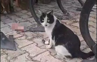 Elazığ’da yakaladığı fareyle oynayan kedi kamerada