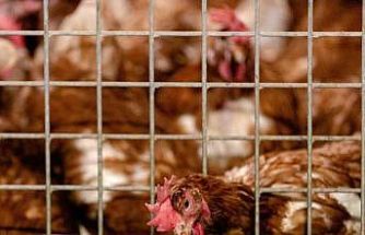 Erzincan’da kuş gribi önlemleri sıkılaştırıldı