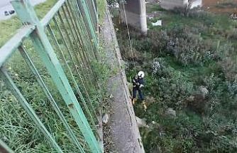 Filyos Çayı’na düşen yavru kedi kurtarıldı