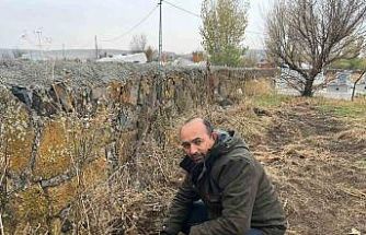 Kars’ta muhtardan örnek davranış: Kayaköprü köyünde fidanlar toprakla buluştu